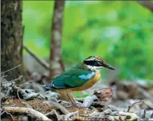  ?? PROVIDED TO CHINA DAILY ?? A photo of a taxidermie­d India pitta made from a carcass found in Tianquan county, Sichuan province, last year stands in a forest.