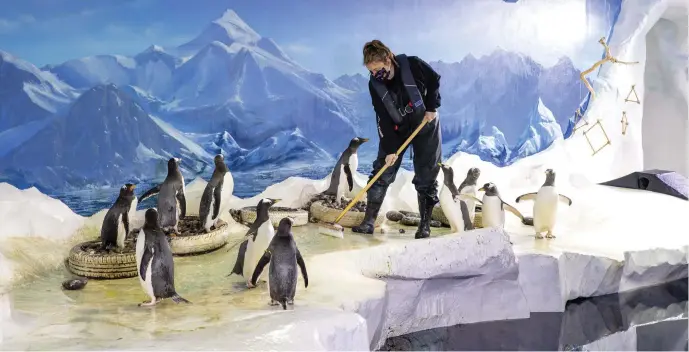  ?? Photo by Domnick Walsh ?? Dingle Oceanworld staff Ciara O’Halloran at work with the penguins. The director of Ireland’s largest aquarium based in Dingle fears they may have to shut their doors without a State rescue package to help to pay the huge power bills to run their giant tanks at Dingle Oceanworld aquarium.