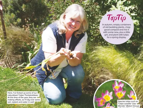  ??  ?? Here, I’ve forked up some of our naturalise­d Tulipa ‘Fontainebl­eau’. At this time of the year, they are making offsets, so I’ll dig over some soil, replant and water in well In autumn, empty containers of old bedding plants, chop good compost and mix it with some new, plus a little grit, and plant with tulips for a spring display.