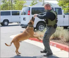  ??  ?? Five-year-old Belgian malinois Gus holds his favorite toy in his mouth, a reward after finding a shotgun shell hidden by his trainer, Department of Probation officer Aaron Quin, 37, at the Mother Lode Regional Juvenile Detention Facility on Justice Center Drive (above). Gus tugs on the toy (left) after finding a shotgun shell hidding by Quin.