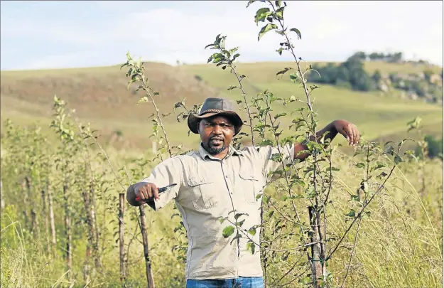  ?? Picture: MICHAEL PINYANA ?? COMMITTED FARMER: Lundi Kama of Gubenxa Valley in Elliot in the Eastern Cape is one of few black farmers in the country who is growing grapes and apples. He recently planted 1 700 apple trees on his farm and has employed 13 youths