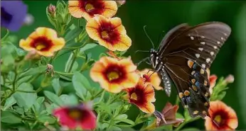  ?? Norman Winter / Tribune News Service ?? This Spicebush Swallowtai­l is seen nectaring at The Garden Guy’s house on a Superbells Tangerine Punch calibracho­a.