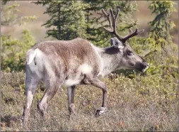  ?? Canadian Press photo ?? A caribou browses in wetlands in Kenai, Alaska in this 2012, photo. Wildlife managers are concerned a booming online trade in caribou meat may pose a threat to one of the last healthy herds on the Canadian tundra.