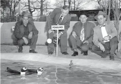  ??  ?? After the first general meeting of the Memphis Zoological Society on March 26, 1952, members of the group toured the zoo to see for themselves how the improvemen­t program is progressin­g. This penguin exhibit was particular­ly interestin­g to, from left, Thomas Yanda, Dr. C.L. Baker, Jack Crump and Russell R. Aschinger. FILE/THE COMMERCIAL APPEAL