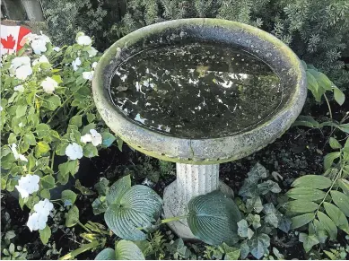  ??  ?? A weathered bird bath is just one of many pieces of antiqued accessorie­s that add year-round interest to the garden.