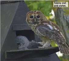  ?? ?? Tawny owl and owlet.