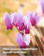  ??  ?? Plant Cyclamen hederifoli­um beneath birch trees