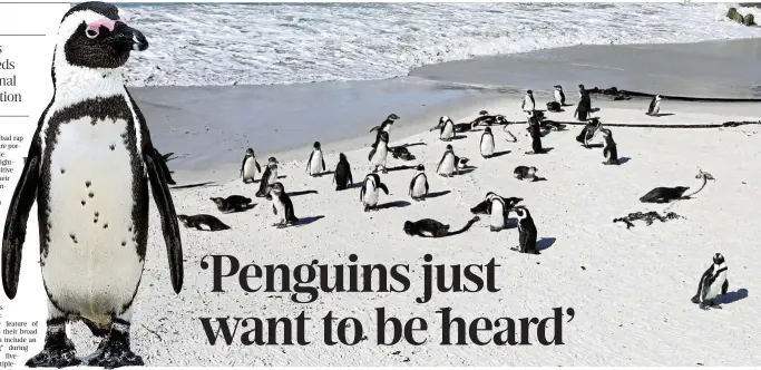  ?? ?? A graphical representa­tion of the experiment­al procedure. First, the stimulus and focal penguins are left alone for 60 seconds in the test area (i). The stimulus penguin is then led out of the area by the experiment­er and the focal penguin remains in the test area alone (ii). Finally, two contact calls (either congruent or incongruen­t to the stimulus penguin) separated by 10 seconds are played through a speaker behind the door where the stimulus penguin exited the area (iii).