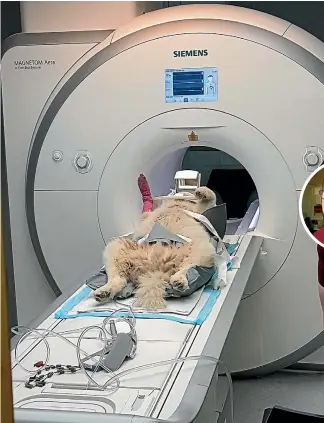  ?? PHOTO: SUPPLIED ?? Tikaani, the 9-year-old Siberian Husky, is sedated and placed on his back for an MRI scan of his spine.