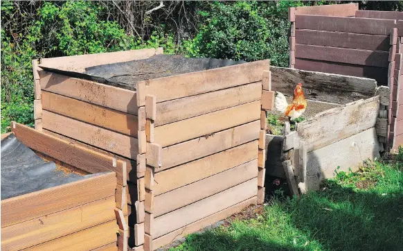  ?? LEE REICH/THE ASSOCIATED PRESS ?? A good compost bin makes easy work of adding ingredient­s, removing compost, fending off scavengers and retaining heat and moisture.