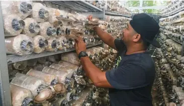  ??  ?? Pride and joy: Muhamad Saidan showing off his mushrooms which are grown from containers in his mushroom house in Kg Parit Selangor, Johor.