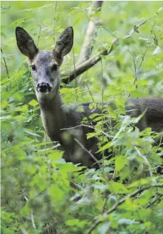  ?? FOTO: PATRICK PLEUL ?? Weil Rehe die jungen Bäume im vom Klimawande­l gestresste­n Wald abknabbern, soll mit einem neuen Jagdgesetz ihr Abschuss gefördert werden. Das empört vor allem traditione­lle Jäger.