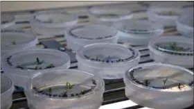  ?? FEDERICA NARANCIO — THE ASSOCIATED PRESS ?? This shows petri dishes with citrus seedlings that are used for gene editing research at the University of Florida in Lake Alfred, Fla. Gene-editing tools, with names like CRISPR and TALEN, promise to alter foods precisely, and cheaply — without necessaril­y adding foreign DNA. Instead, they act like molecular scissors to alter the letters of an organism’s own genetic alphabet.