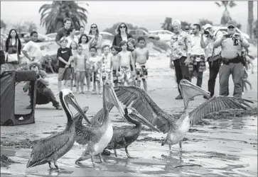 ?? Photograph­s by Kent Nishimura Los Angeles Times ?? A CROWD watches as one of the newly freed pelicans tests its wings at Goleta Beach. The birds were rehabilita­ted at the Los Angeles Oiled Bird Care and Education Center in San Pedro.