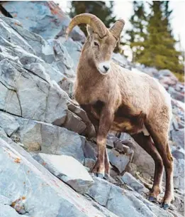  ?? BRANDON SMITH/DREAMSTIME ?? A Rocky Mountain bighorn sheep stands atop the edge of a cliff in the mountains of Alberta, Canada.