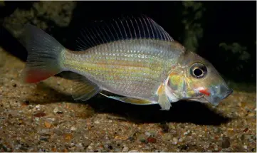  ??  ?? ABOVE: Note the red spot on the mouth of the female.