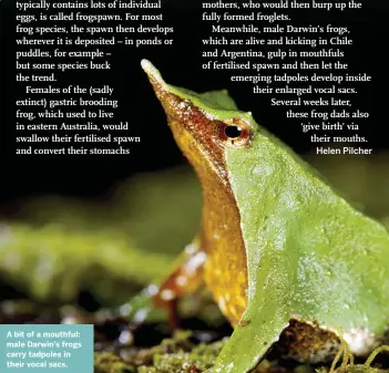  ??  ?? A bit of a mouthful: male Darwin’s frogs carry tadpoles in their vocal sacs.
