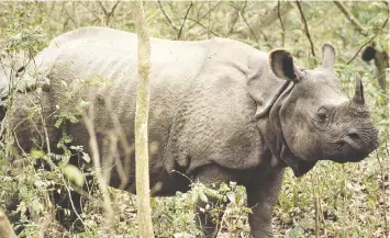  ?? — DANIEL WOOD ?? The only photo Daniel Wood got of the rhino that charged him while he was on the back of a fleeing elephant on an unforgetta­ble adventure in Nepal.