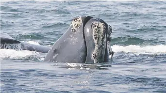  ??  ?? Le comporteme­nt des baleines noires de l’Atlantique Nord a changé au cours des dernières années. - Archives