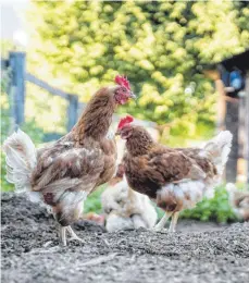  ?? FOTO: FLORIAN SCHUH/DPA ?? Wer einen eigenen Garten hat, darf auch Hühner besitzen. Sie müssen allerdings dem zuständige­n Veterinära­mt und der Tierseuche­nkasse gemeldet werden. Zudem müssen Hühner geimpft werden.