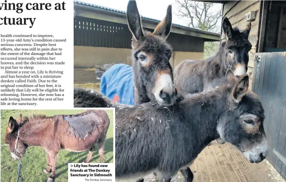  ?? The Donkey Sanctuary ?? > Lily has found new friends at The Donkey Sanctuary in Sidmouth