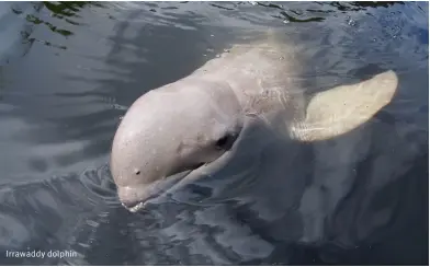  ?? PHOTO SHUTTERSTO­CKS ?? Irrawaddy dolphin