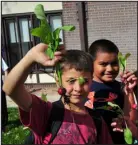  ?? KIM DOYLE WILLE VIA THE POST INDEPENDEN­T ?? Glenwood Springs Elementary School students pick radishes from a garden.