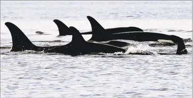  ?? Associated Press file photo ?? Endangered orcas from the J pod swim in Puget Sound west of Seattle, as seen from a federal research vessel that had been tracking the whales in 2014. An aquarium and an engineerin­g firm in Massachuse­tts are partnering on a project to better protect whales by monitoring them from satellites in space.