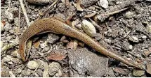  ??  ?? The copper skink is thought to be the only species of native lizard found in Hamilton.