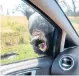  ??  ?? The bear attacking the car as the family cowered inside