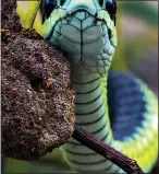  ??  ?? MEAN & GREEN: A boomslang