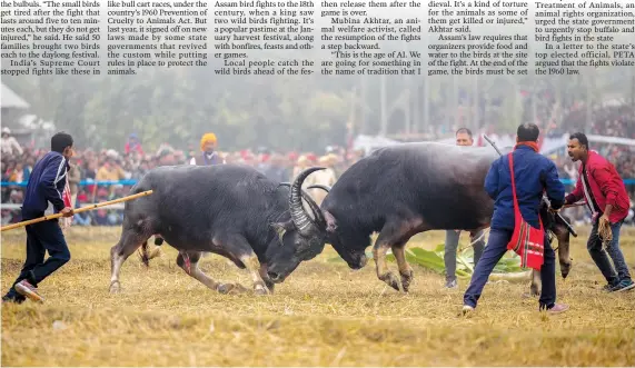  ?? ?? A pair of buffalo lock horns Jan. 16 during a fight held as part of Magh Bihu at Ahotguri village.