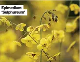  ?? ?? Epimedium ‘Sulphureum’