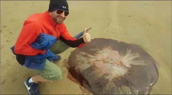  ??  ?? John Kearns on Enniscrone Beach with giant jellyfish.