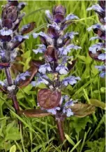  ??  ?? A spike of late spring flowering bugle. ›