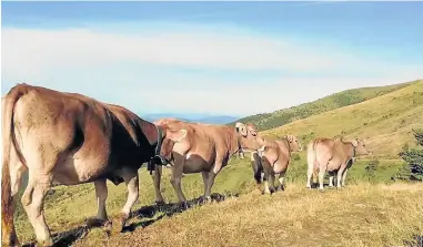  ?? ?? Ejemplares de ganado vacuno de la comunidad de Aragón.