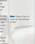  ??  ?? Above: There is lots of hope for the welfare of fish