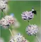  ?? Don Tormey Los Angeles Times ?? PLANTS such as Salvia clevelandi­i attract bees.