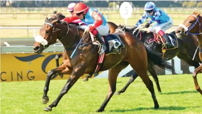  ?? Picture: JC Photograph­ics ?? STRONG CANDIDATE: Muzi Yeni believes his ride, Kayla’s Champ, is a definite contender to win the Grade 3 The Citizen Fillies Mile at Turffontei­n today.