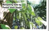  ??  ?? Malapitang kuha ng Paniyur black pepper.