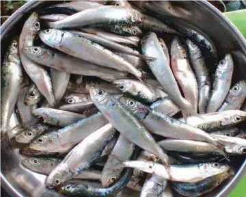  ??  ?? Locally known as tamban, sardines can provide a cheap source of protein-rich food for Filipinos.