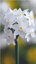  ??  ?? Left: Narcissus Paperwhite smell gorgeous and, if forced, should flower 6–10 weeks after planting. Right: Hyacinth Lady Derby