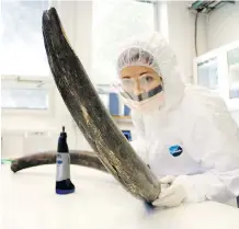  ?? LOVE DALEN/ASSOCIATED PRESS ?? Eleftheria Palkopoulo­u inspects a woolly mammoth tusk to identify potential sites for DNA sampling, in the ancient DNA lab at the Swedish Museum of Natural History, in Stockholm.