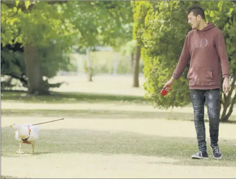  ??  ?? LEADING ATTRACTION Karl Martin walks 10-week-old Embden goose Emery around the city with his dogs