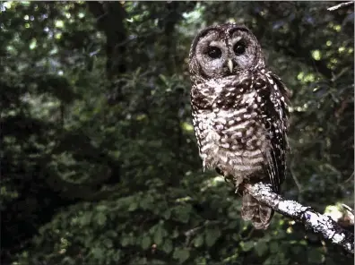  ?? TOM GALLAGHER THE ASSOCIATED PRESS ?? A northern spotted owl sits on a branch in Point Reyes in June 1995. Federal wildlife officials Wednesday announced a proposal to classify one of two dwindling California spotted owl population­s as endangered after a court ordered them to reassess a Trump administra­tion decision not to protect the brown and white birds.