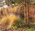  ??  ?? Left to right: A spray of arching Hakonechlo­a macra; tidying up plants that have had their day; pale golden grasses add a softness to the garden edges.