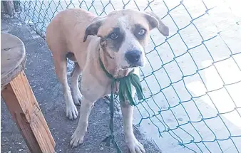  ??  ?? •La perrita anda en busca de comida para sus cachorros.