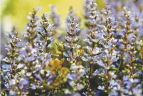  ??  ?? The perennial creeping groundcove­r chocolate chip ajuga blooms from late spring into early summer, attracting a range of pollinator­s.