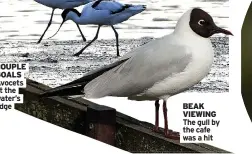  ??  ?? GOALS Avocets at the water’s edge
BEAK VIEWING The gull by the cafe was a hit