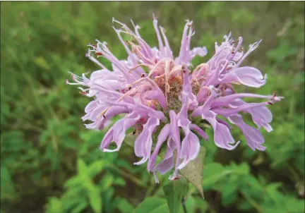  ?? PHOTOS PROVIDED BY THE CHIPPEWA NATURE CENTER ?? More than 90species of native wildflower­s, grasses, vines, shrubs and trees suited for a variety of growing conditions will be available at the upcoming native plant sale.